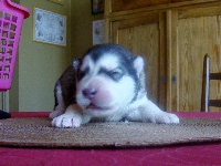 CHIOT