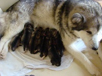 CHIOT