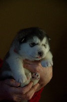 CHIOT