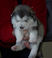 CHIOT