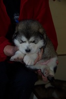 CHIOT