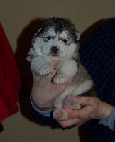 CHIOT