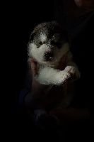 CHIOT