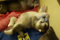 CHIOT