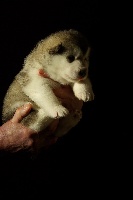CHIOT