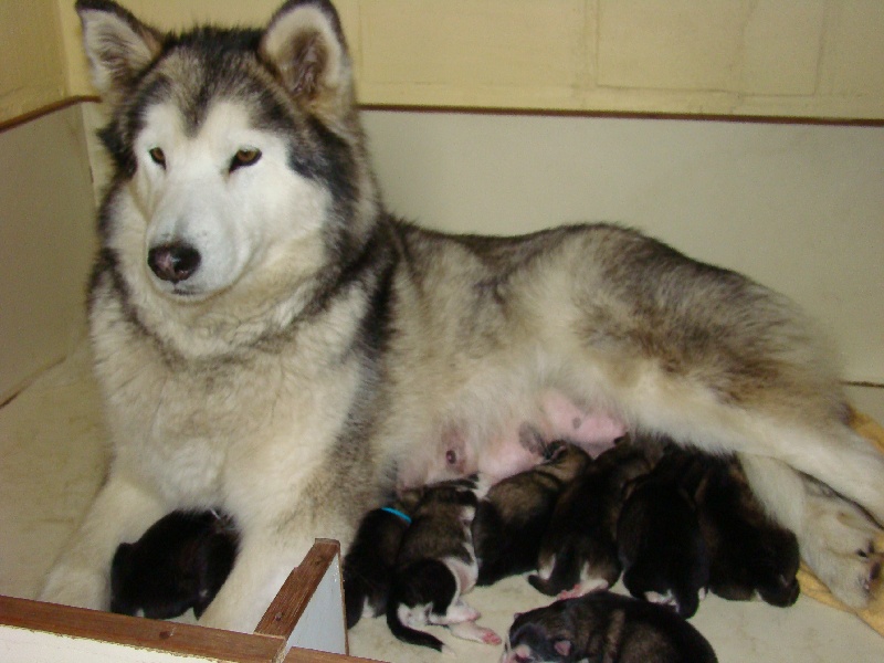 du val des Hurlus - Alaskan Malamute - Portée née le 24/04/2010